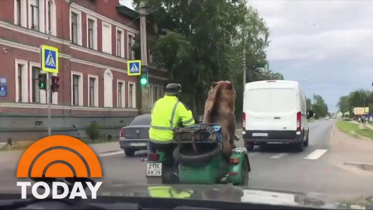 Watch This Bear Ride Shotgun In A Motorcycle Sidecar | TODAY - YouTube