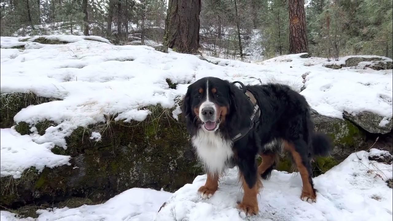 Spokane Bernese Mountain Dog loves snow YouTube