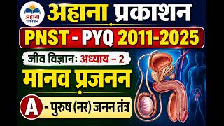A - पुरुष (नर) जनन तंत्र
