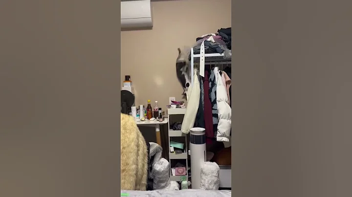 Video 11141851: laugh cats dogs funny, cats dogs black