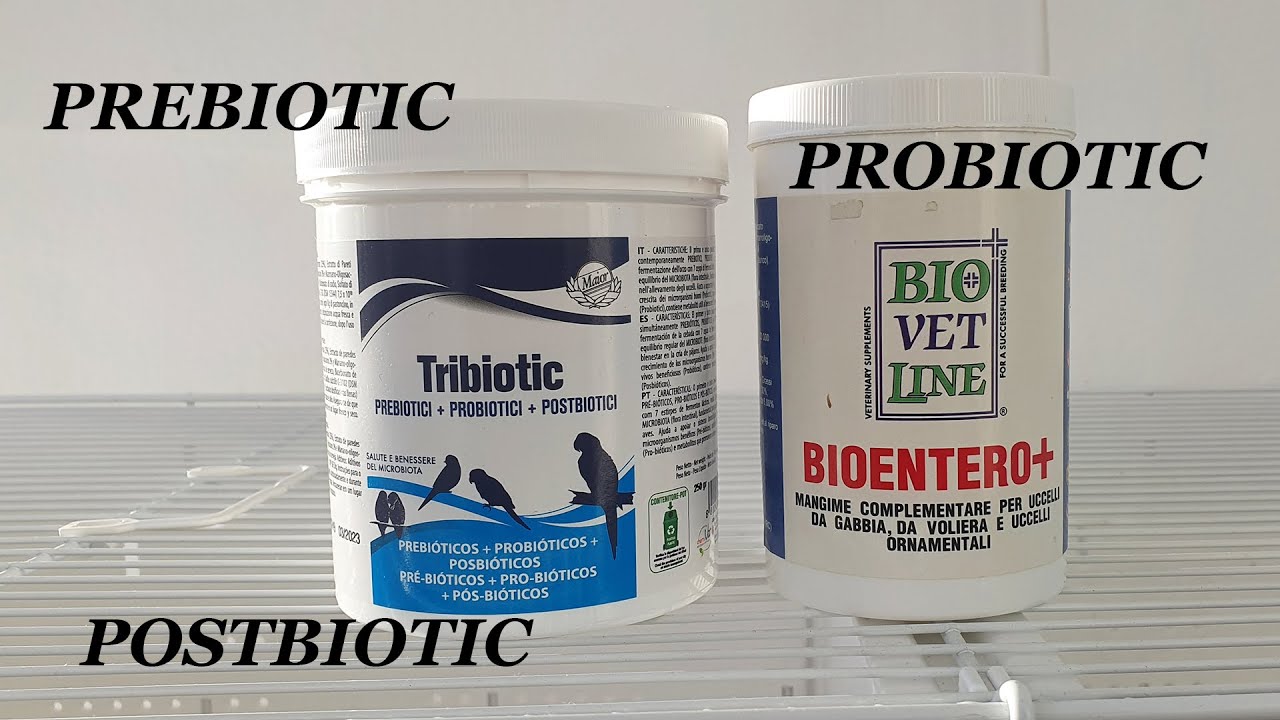 Tribiotic vs Symbiotic Prebiotic vs Probiotic vs Postbiotic YouTube