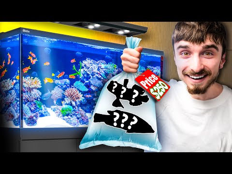 New Fish For Our Salt Water Aquarium!