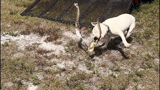 Rattlesnake bites dog! Hunters it’s snake season.