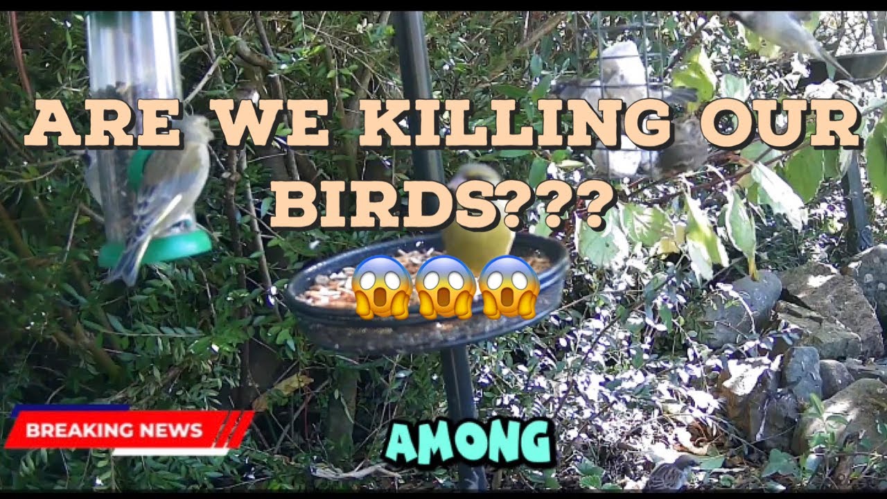 Are we killing the birds??? 