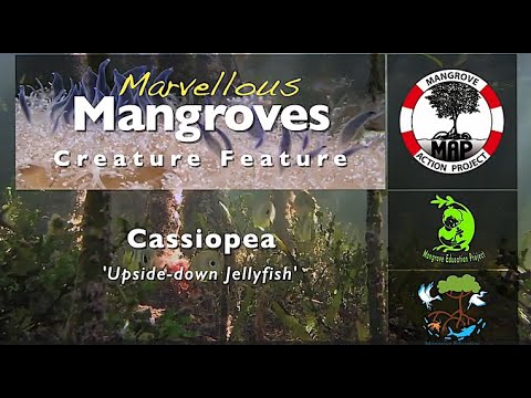 Marvellous Mangroves Creature