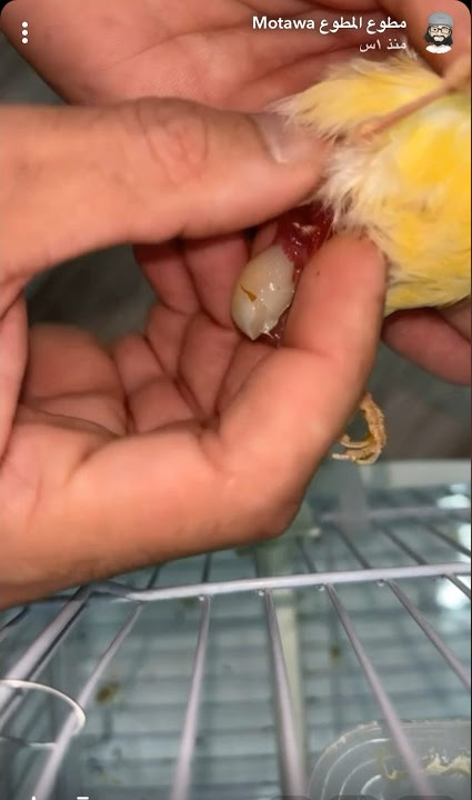 اخراج بيضة 🥚 من أحشاء طائر الكناري 🐥