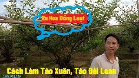 Cách Làm Táo Xuân, Táo Đài Loan Ra Hoa Đồng Loạt, Phun Đặc Trị Bênh Cho Cây Táo INui Doi Luc Ngan 98