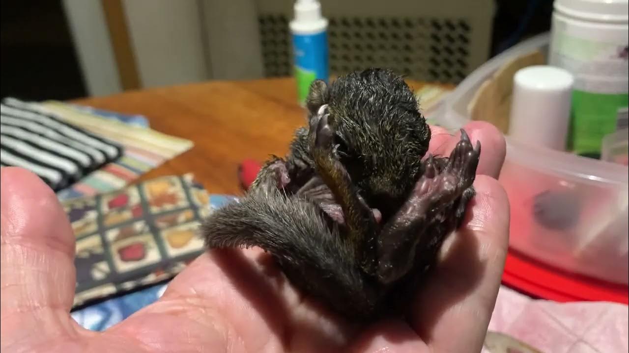 What a 5 week old Squirrel does when its full YouTube