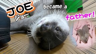カワウソJOE の重大発表!Big news about otter JOE by カワウソ-Otter channel 2,154 views 2 years ago 4 minutes, 27 seconds