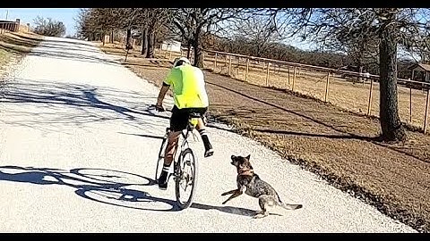 Dog Attacks Sherman Moore & Amputee Cyclist Aaron Smith of Gainesville near Callisburg, TX on CR 128