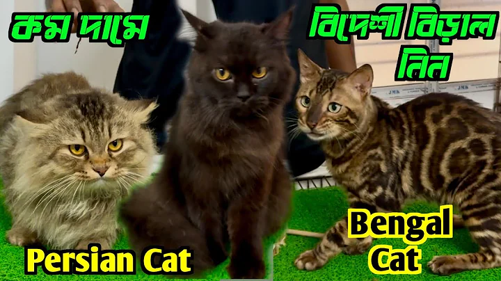 Watch the video about Bengal Cat & Persian Cat Sell Low Price. Cat Market in Kolkata. Kolkata Cat Market.