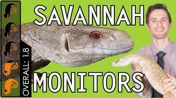 Savannah Monitor, The Best Pet Lizard?