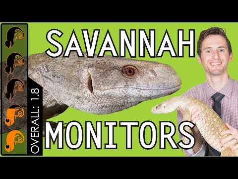 Savannah Monitor, The Best Pet Lizard?