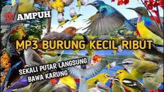 suara pikat burung kecil ampuh 2024❗ MP3 macam jenis burung anti gagal ‼️