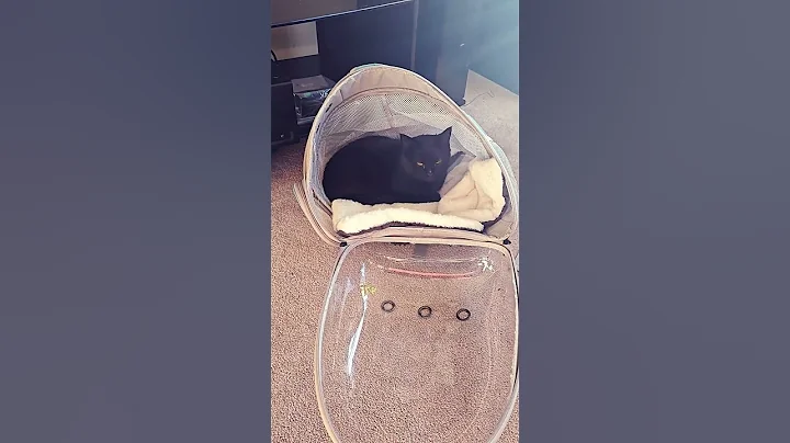 Watch the video about #cat #Sunshine #Chilling #cute #siamese #scottishfold sun bathing kitties.