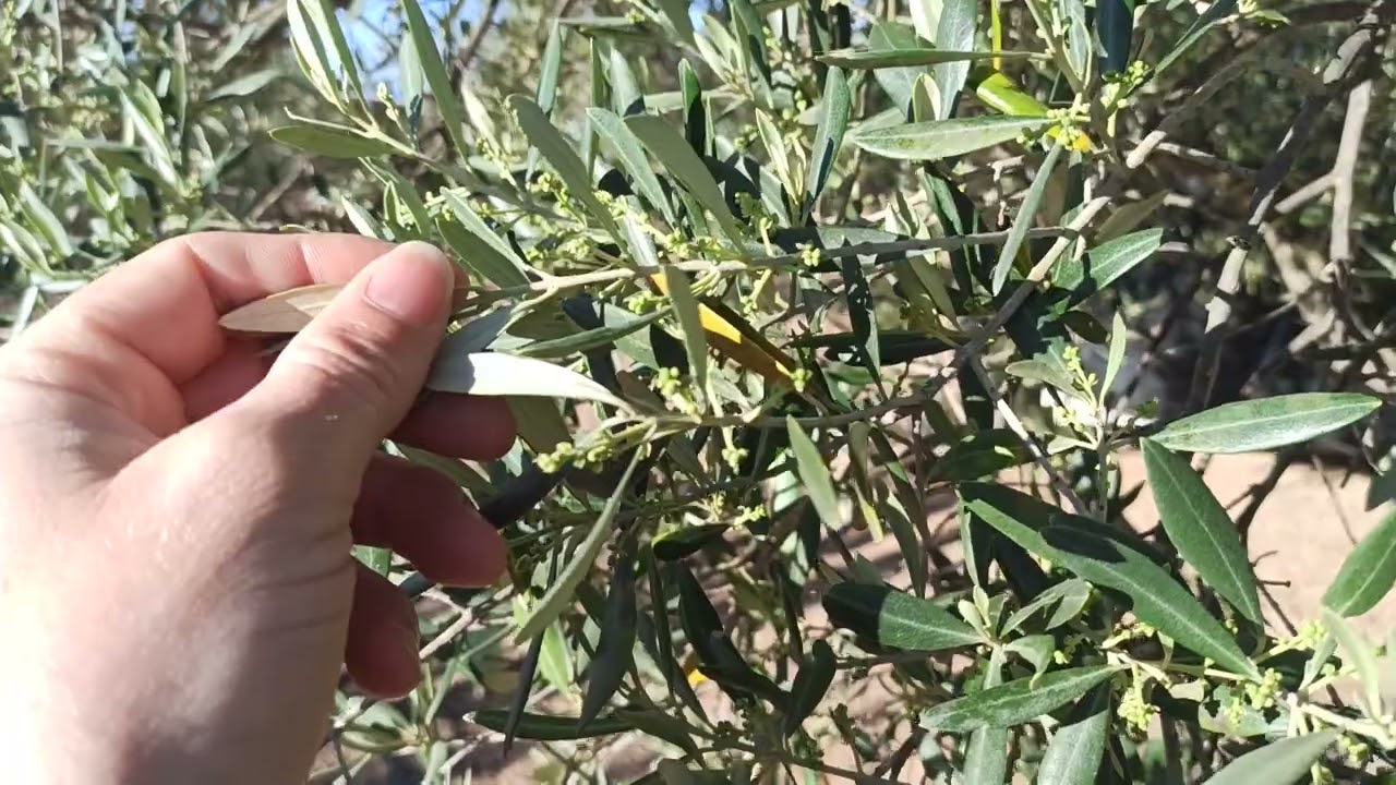como tratar para floración del olivo