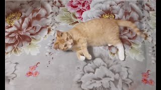 Новые игрушки котёнка Лютика.  Сats.