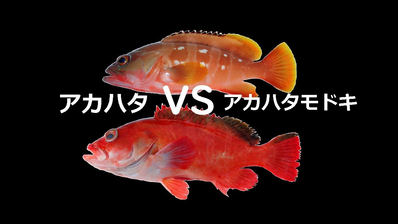 魚の見分け方006 アカハタとアカハタモドキの見分け方 Youtube