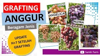 Update Grafting Anggur  H+7 (1 Minggu) Sambi Farm