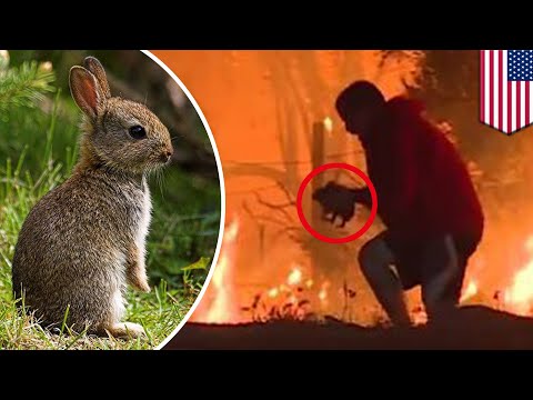 Video: Manusia Menyelamatkan Kelinci Dari Api