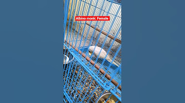 albino monk parakeet eating apple | hand tame bird | sahani bird aviary #shorts #shortvideo #viral