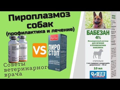 Профилактика и лечение пироплазмоза и бабезиоза собак