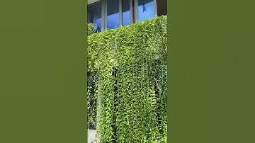 Cây cúc tần ấn độ #phuongnhapho #xaydungnhapho #shorts