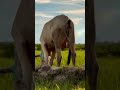 Beautiful nature and lovely cow #shorts