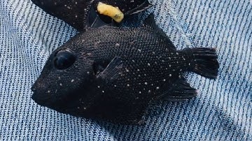 Câu cá ngát trên sà lan , bắt được Con cá kỳ lạ