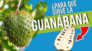 🌿 BENEFICIOS y PODERES MEDICINALES de la GUANABANA 🍈 UN FRUTO MILAGROSO / graviola