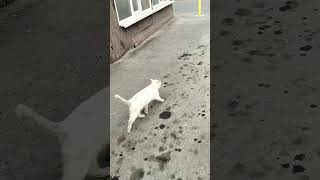 боевой кот Мурзик 🐱