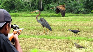 HUNTING HERONS, FIELD BIRDS & DOVE BIRDS‼️Hunting birds with a long range air rifle
