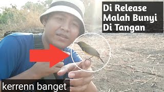 DownloadBurung Kolibri Hasil Pikat Bunyi Di Tangan Saat Di Release MP3 MP4 Burung Kolibri Hasil Pikat Bunyi Di Tangan Saat Di Release