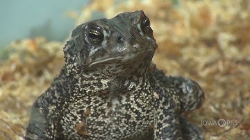 Go Beyond: Cold-Blooded Critters: Ectotherm Animals