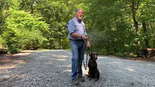 Chocolate Lab Puppy Training Clemmons NC   Luna by JimHodgesDogTraining 271 views 9 months ago 11 minutes, 47 seconds