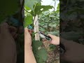 How to Use a Plant Tying Machine | Tapetool for Grapes, Tomatoes & Vines