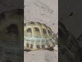 my land turtle/моя сухопутна черепаха, shorts