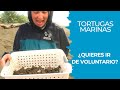 Voluntariado con TORTUGAS MARINAS 🐢 Temporada 2020-2021