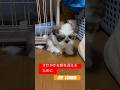 #さわやかな朝をむかえるために #shihtzupuppies #offcourse #オフコース #shihtzu #shihtzus #shihtzugram #小田和正