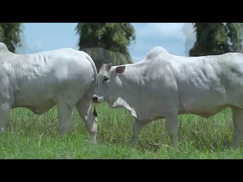 LOTE 34 - RGM 8624 - RGM 8583