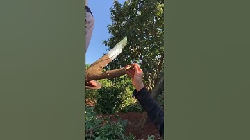 #hocghepcay | Ghép cải tạo bơ