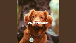 Casual Moods for Friendly Doggy Days