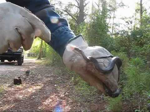 wild texas chicken snake