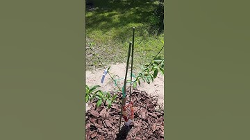Peach tree initial pruning tip WOW 1 year difference is crazy! #garden