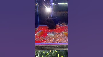 Tiệm Trần Diệp 2 bán cá sặc gấm #shorts #cacanhgiare