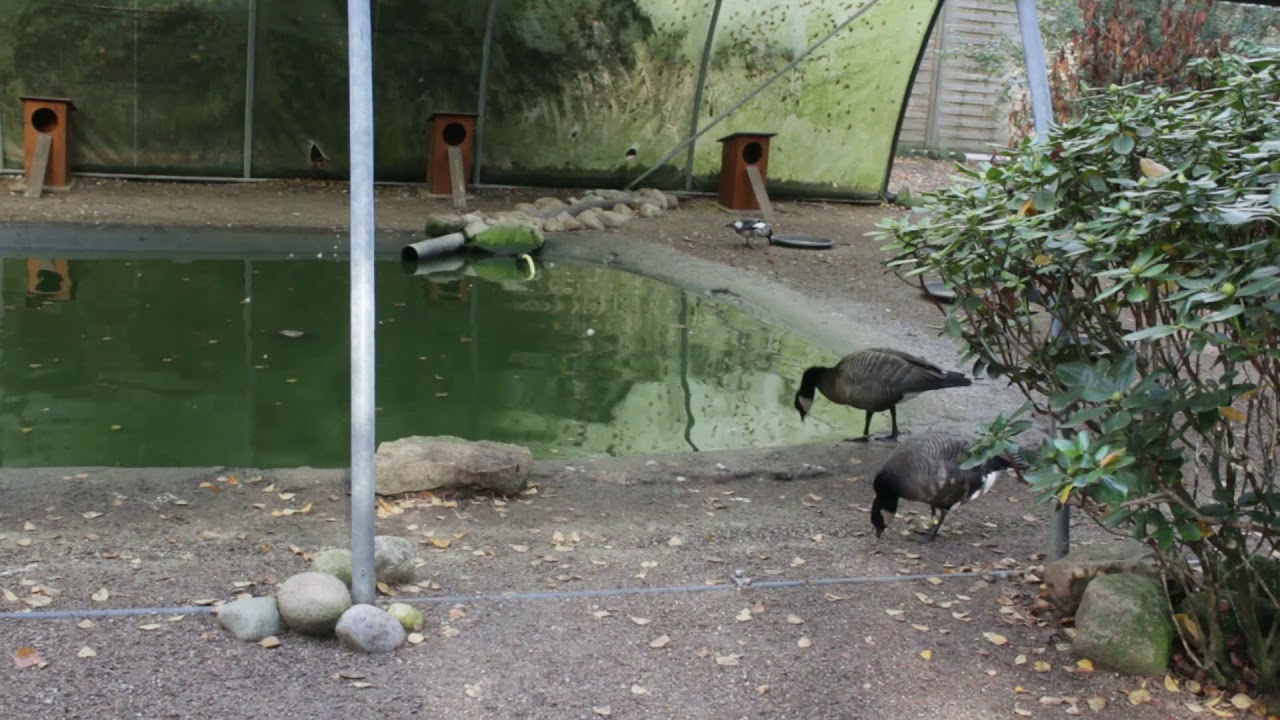 Tiergarten Ludwigslust In Buschhausen Osterholz Scharmbeck 2019 YouTube tiergarten-ludwigslust-in-buschhausen-osterholz-scharmbeck-2019-youtube