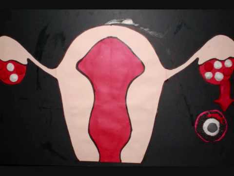Health Project: Ovarian Cycle IV-ST.CECILIA