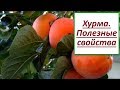 Польза хурмы. Осенний фрукт хурма, чем она богата и полезна?