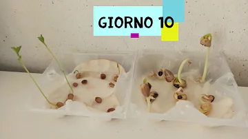 Come piantare i semini nel cotone idrofilo?
