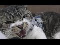超絶☆激おこ猫！ゴジラ猫は健在☆リキちゃんイカ耳シャーシャー！ネコパンチ！そして怒るとやたらおなかが空く☆動物病院通院日の様子【リキちゃんねる　猫動画】Cat video　キジトラ猫との暮らし